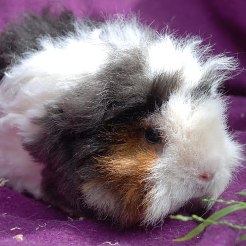 No photo for Mama Piggie