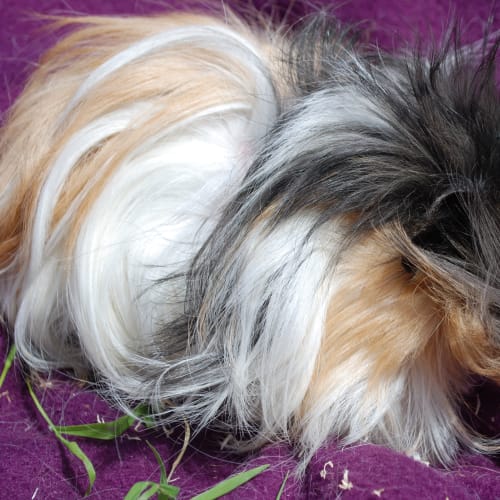 No photo for Cuddles