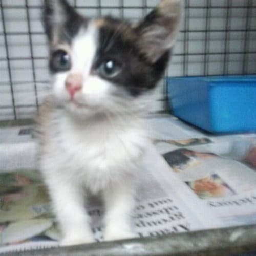 No photo for Sushi + 4 Others Ready Now