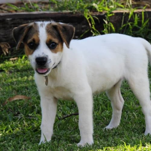 No photo for Forrest (D2028)