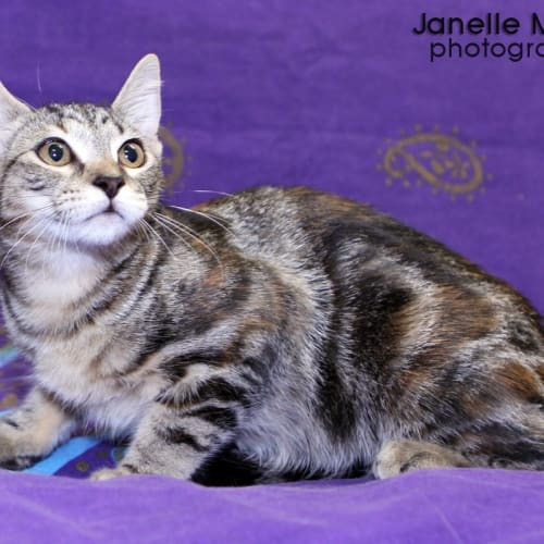 No photo for Prancer