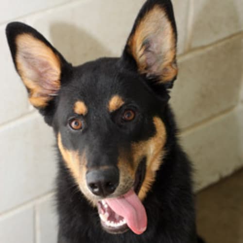 No photo for Atticus