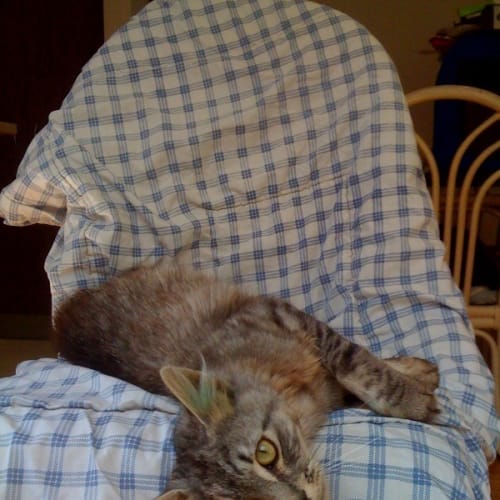 No photo for Buster *Adoption Pending*