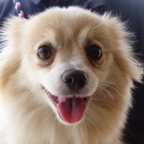 No photo for Mitzi 723341