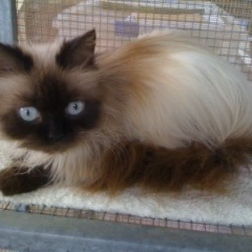 No photo for Zsa Zsa