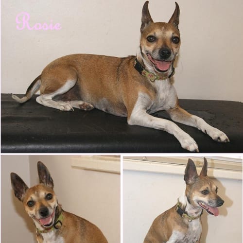 Rosie