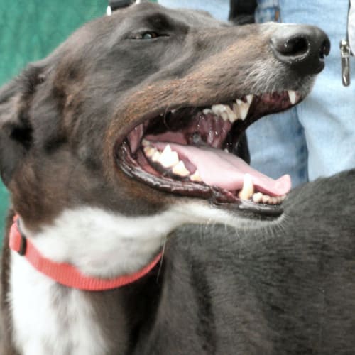 Flash - Checking Out My New Home