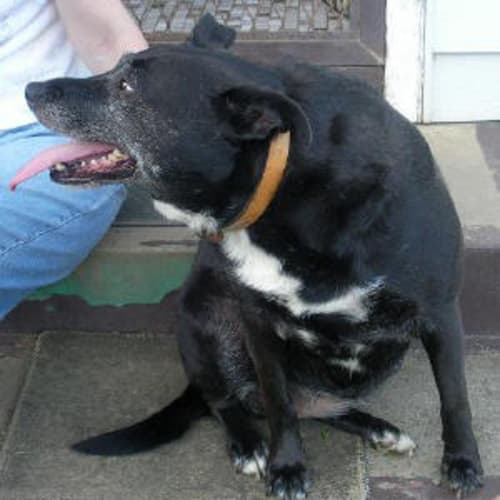 No photo for Grace Is Trying A New Home !!