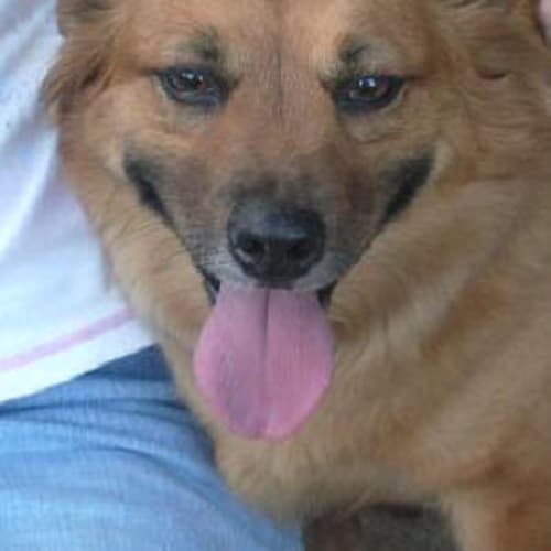 No photo for Joy Is Trying A New Home !!