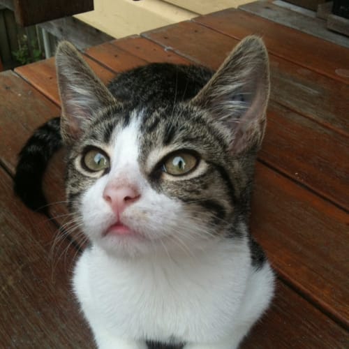 Max