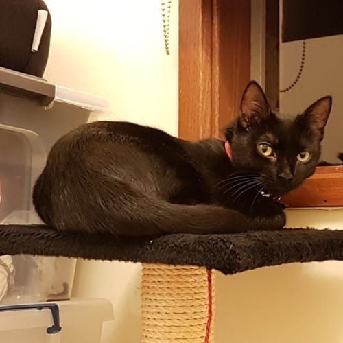 Midnight 🥀 Stunning slinky black cat