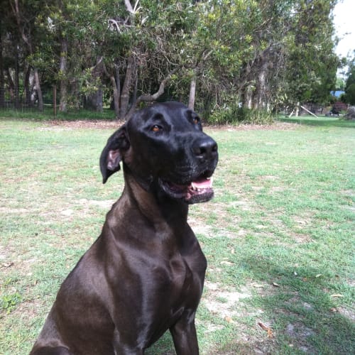 No photo for Josie *Adoption Pending*
