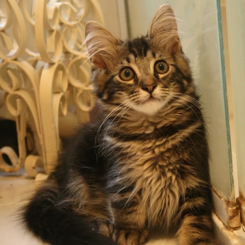 No photo for **On Trial With My New Family** Sheik