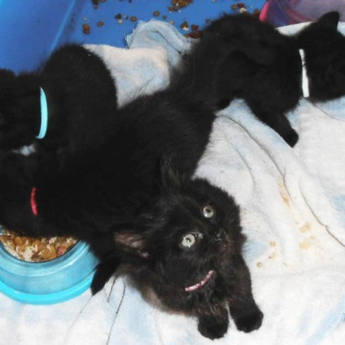 No photo for Darcy On Trial