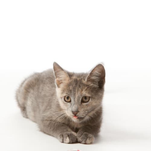 Meeka