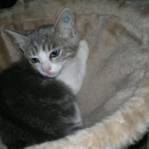 Lil *Adoption Pending*