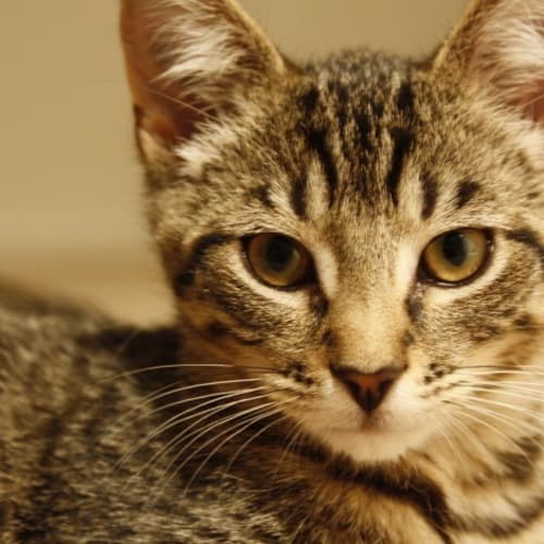 Willow *Adoption Pending*