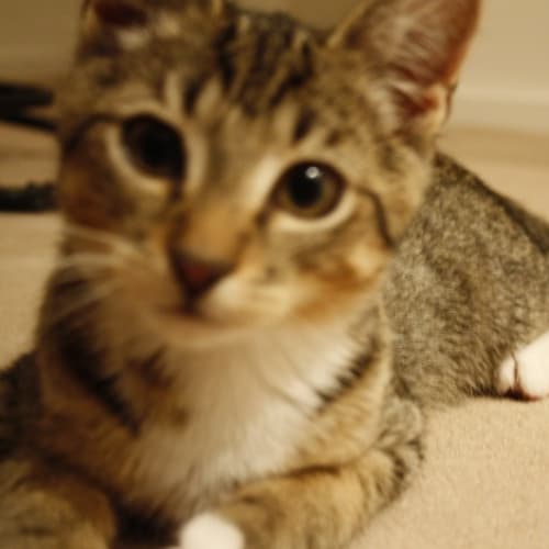 Levi *Adoption Pending*