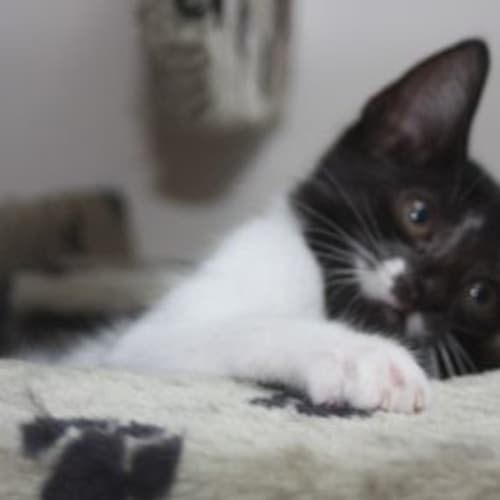 No photo for Finn