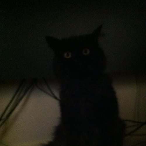 No photo for Onyx