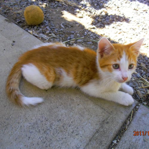 Pumpkin