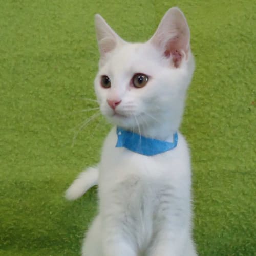 No photo for Snowflakes