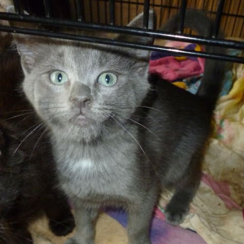 No photo for Kurt (Russian Blue X)