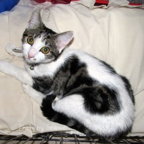 No photo for Tuppence