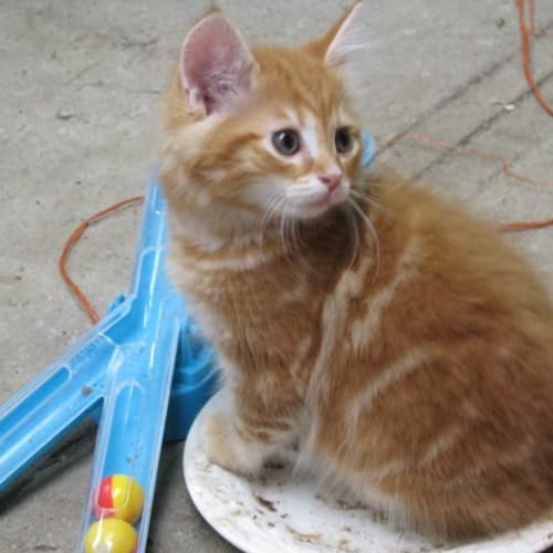 No photo for Sergeant Bilko