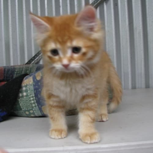 No photo for Marmaduke