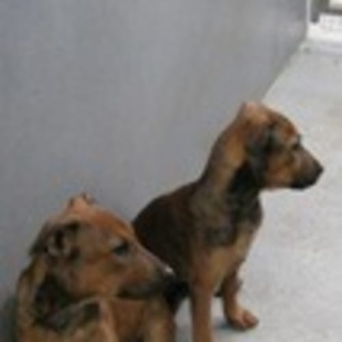 No photo for Urgent Foster Care By Tues 24th