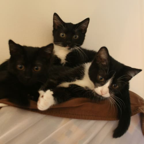 No photo for Pumpkin