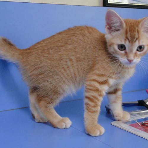 No photo for Cocopops