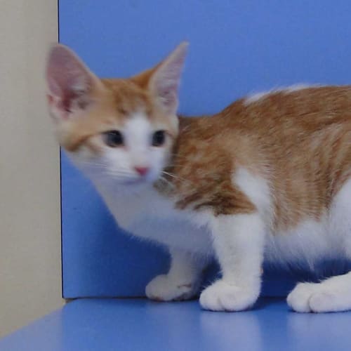 No photo for Ricebubbles