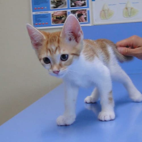 No photo for Fruitloops