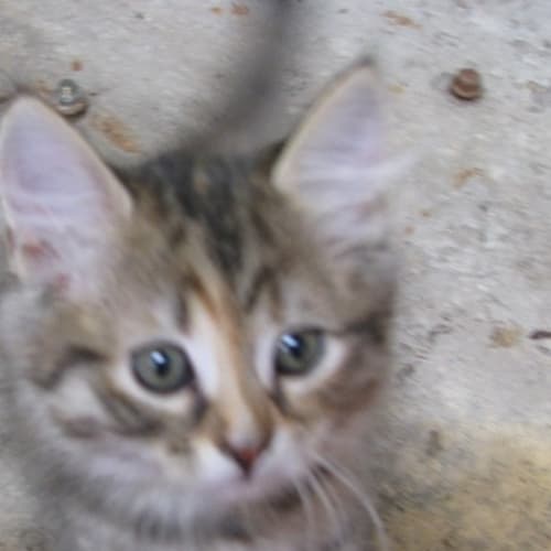 No photo for Buttons Adoption Pending