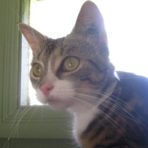 No photo for Boots 720911