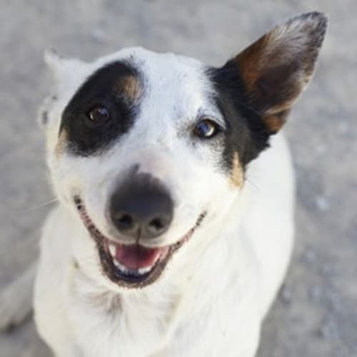 No photo for Buster 724087