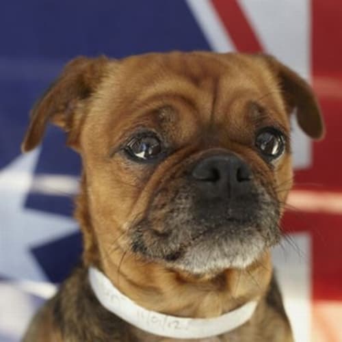 No photo for Rosey 710659