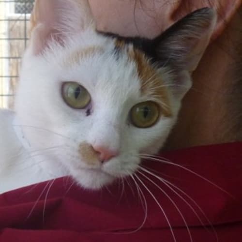 No photo for Shilo 721957