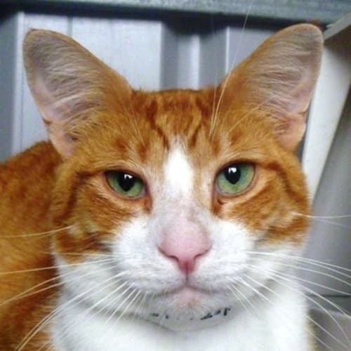 No photo for Jasper 722449