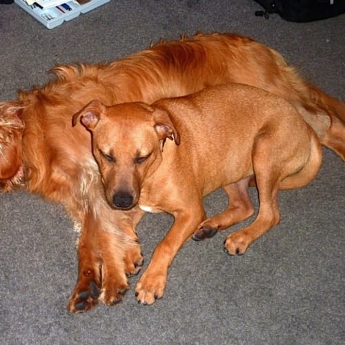 No photo for Angus (On Trial In New Home)