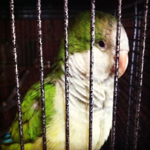 No photo for Tiki