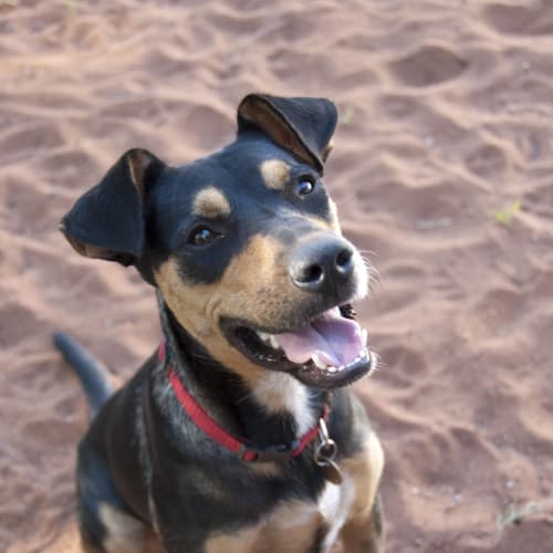 No photo for Ollie (Hd117) *Adoption Pending*