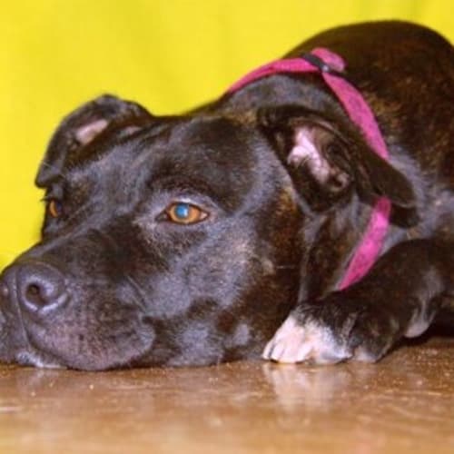 No photo for Deco(d2037)