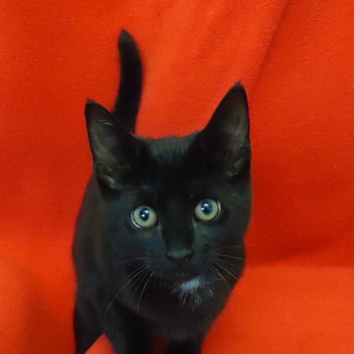 No photo for Chelsea