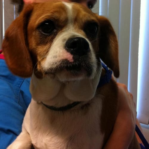 No photo for Urgent Foster Care Lola  