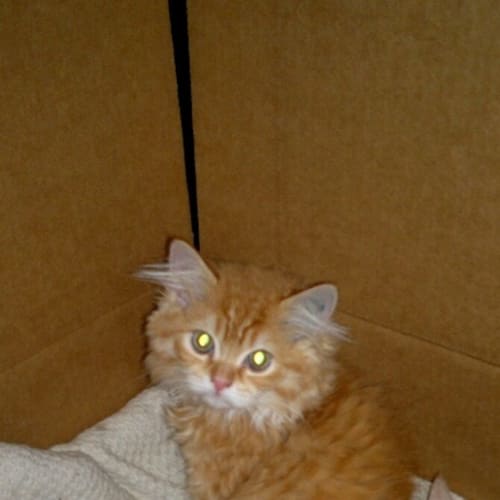 Garfield *Adoption Pending*