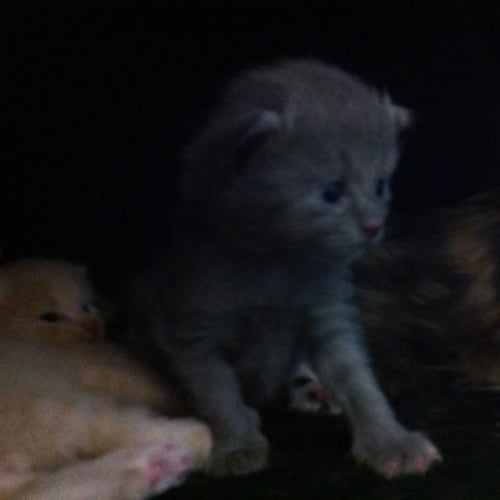 No photo for Makita   Currently Trialling Her New Home