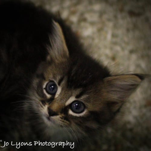 No photo for Jasmine